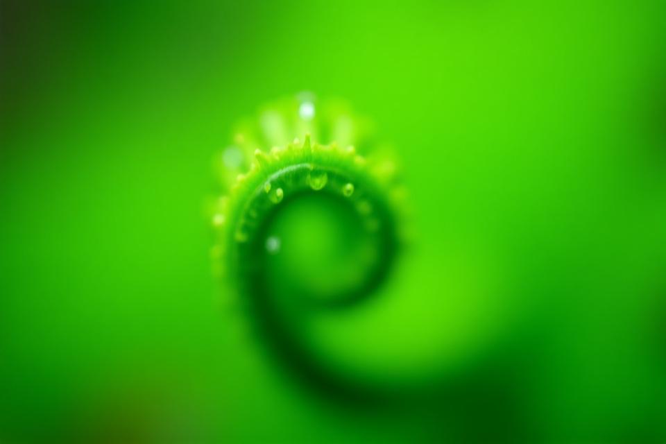 Close-up macro shot of a delicate fern leaf with textured dew drops